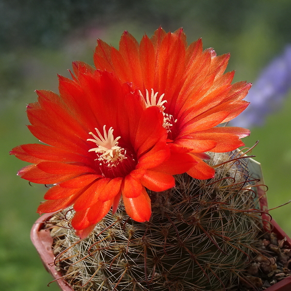 DSC05759Parodia glischrocarpa f. guachipasana TB416.1