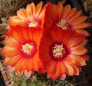 DSC05760Parodia rubellihamata P253