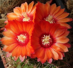 DSC05760Parodia rubellihamata P253