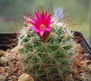 DSC05765Mammillaria hamata