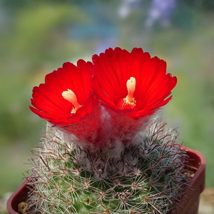 DSC05777Parodia malyana TB457.3