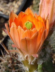 DSC05778Echinocereus salm-dyckianus