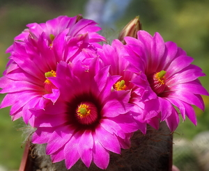 DSC05780Mammillaria guelzowiana var. robustior