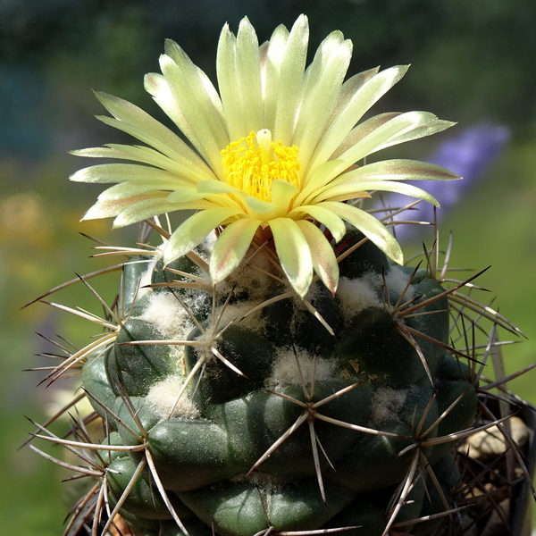 DSC05782Coryphantha bumamma