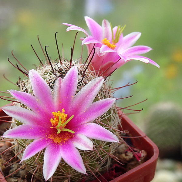 DSC05796Mammillaria alamensis WM 8360