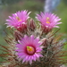 DSC05797Mammillaria wrightii