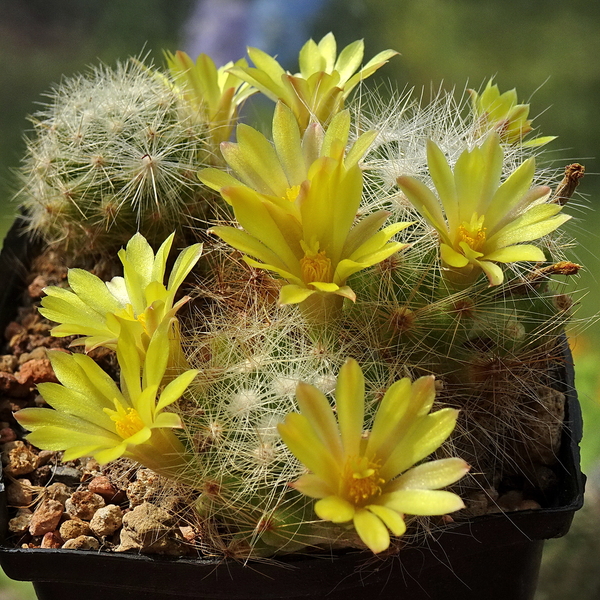 DSC05798Mammillaria baumii