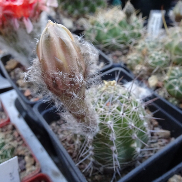 DSC05812Lobivia haematantha v. rebutioides LF53a