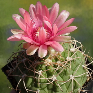 DSC05863Gymnocalycium oenanthemum WR 720