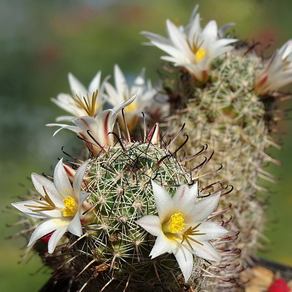 DSC05865Mammillaria hutchisoniana ssp. louisae