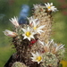 DSC05866Mammillaria hutchisoniana ssp. louisae