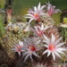 DSC05885Mammillaria fraileana