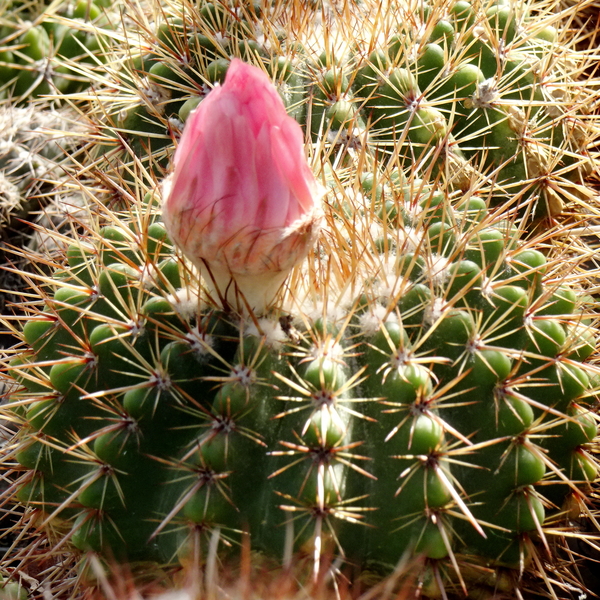 DSC05887Notocactus roseoluteus wielki