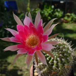 DSC05986Echinopsis x Lobivia