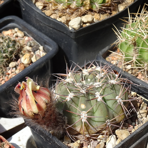 DSC05990Acanthocalycium thionanthum