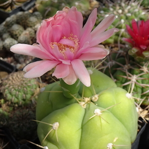 DSC06005Gymnocalycium buenekerii