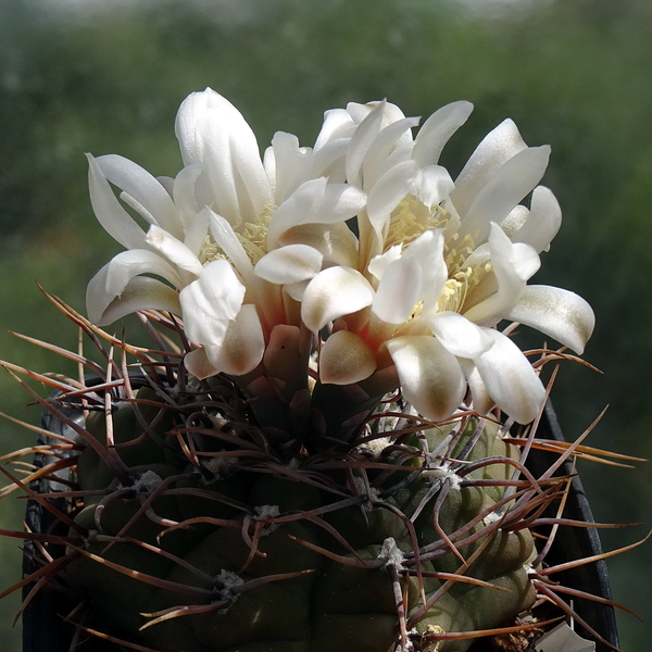 DSC06010Gymnocalycium ochoterenae TOM 09-381