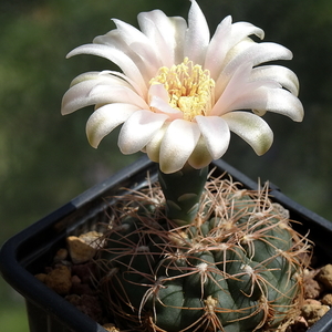 DSC06012Gymnocalycium arachnisene TOM 07-186