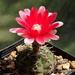 DSC06014Gymnocalycium baldianum Slaba