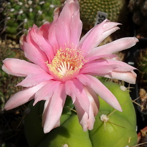 DSC06018Gymnocalycium buenekerii