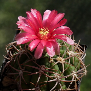 DSC06017Gymnocalycium carminanthum VS-130