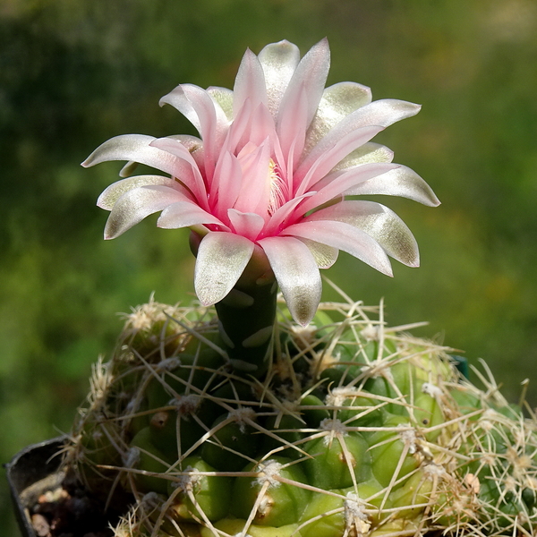 DSC06082Gymnocalycium capillaense