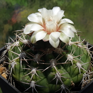 DSC06085Gymnocalycium nigriareolatum Catamaraca, Arg.