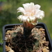 DSC06087Gymnocalycium arachnispinum TOM 07-186