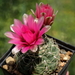 DSC06091Gymnocalycium heidiae GN 93