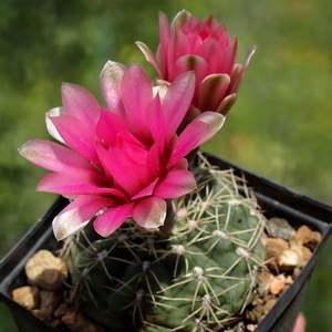 DSC06091Gymnocalycium heidiae GN 93