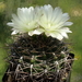 DSC06089Gymnocalycium schatzlianum