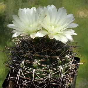 DSC06089Gymnocalycium schatzlianum