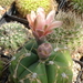 DSC06093Gymnocalycium denudatum 'Jan Šuba'