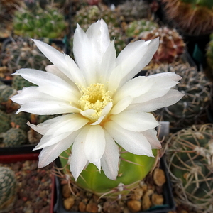 DSC06162Gymnocalycium denudatum