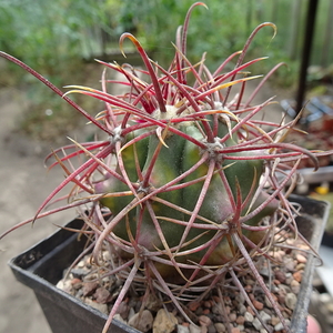 DSC06170Ferocactus Ferocactus tortulispinus