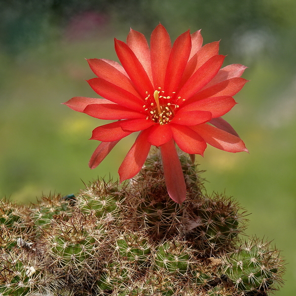 DSC06202Chamaecereus Rita