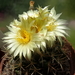 DSC06207Coryphantha pycnacantha