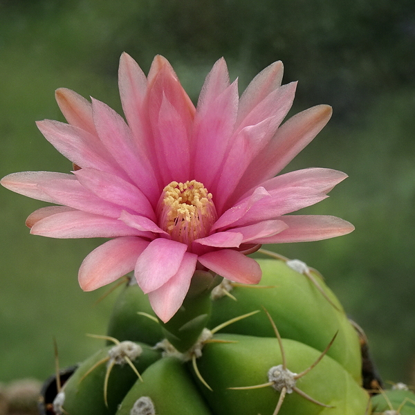 DSC06214Gymnocalycium horstii