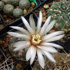 DSC06218Gymnocalycium berchtii VS 161