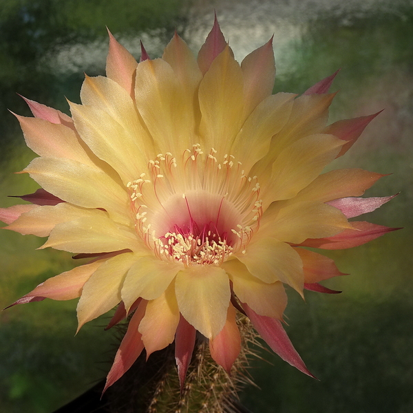 DSC06220Echinopsis Sommer