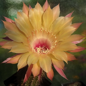 DSC06222Echinopsis Sommer