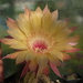 DSC06223Echinopsis Sommer