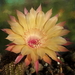 DSC06224Echinopsis Sommer