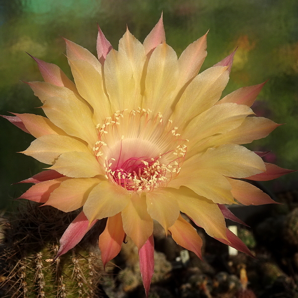 DSC06224Echinopsis Sommer