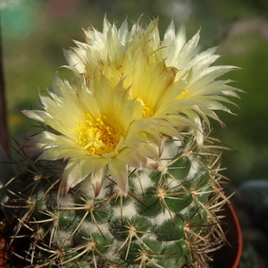 DSC06226Coryphantha pycnacantha