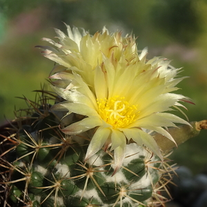 DSC06228Coryphantha pycnacantha