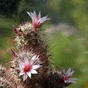 DSC06231Mammillaria fraileana