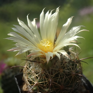 DSC06236Coryphantha compacta (stara)