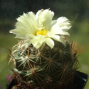 DSC06239Coryphantha indensis