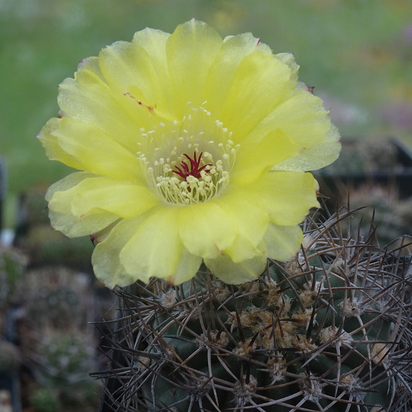 DSC06240Acanthocalycium thionanthum v. glaucum